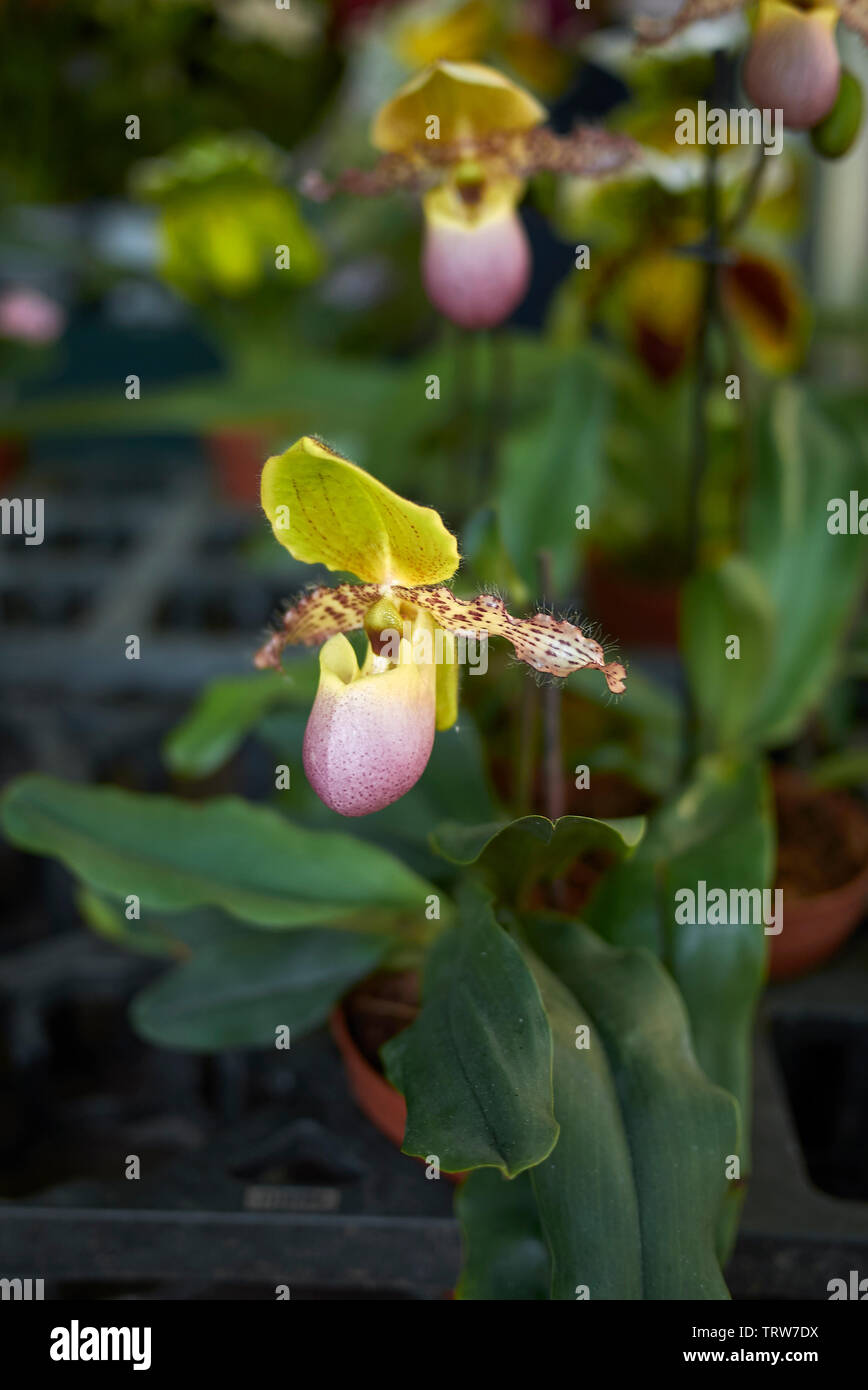 colorful flowers of Paphiopedilum, slipper orchids Stock Photo