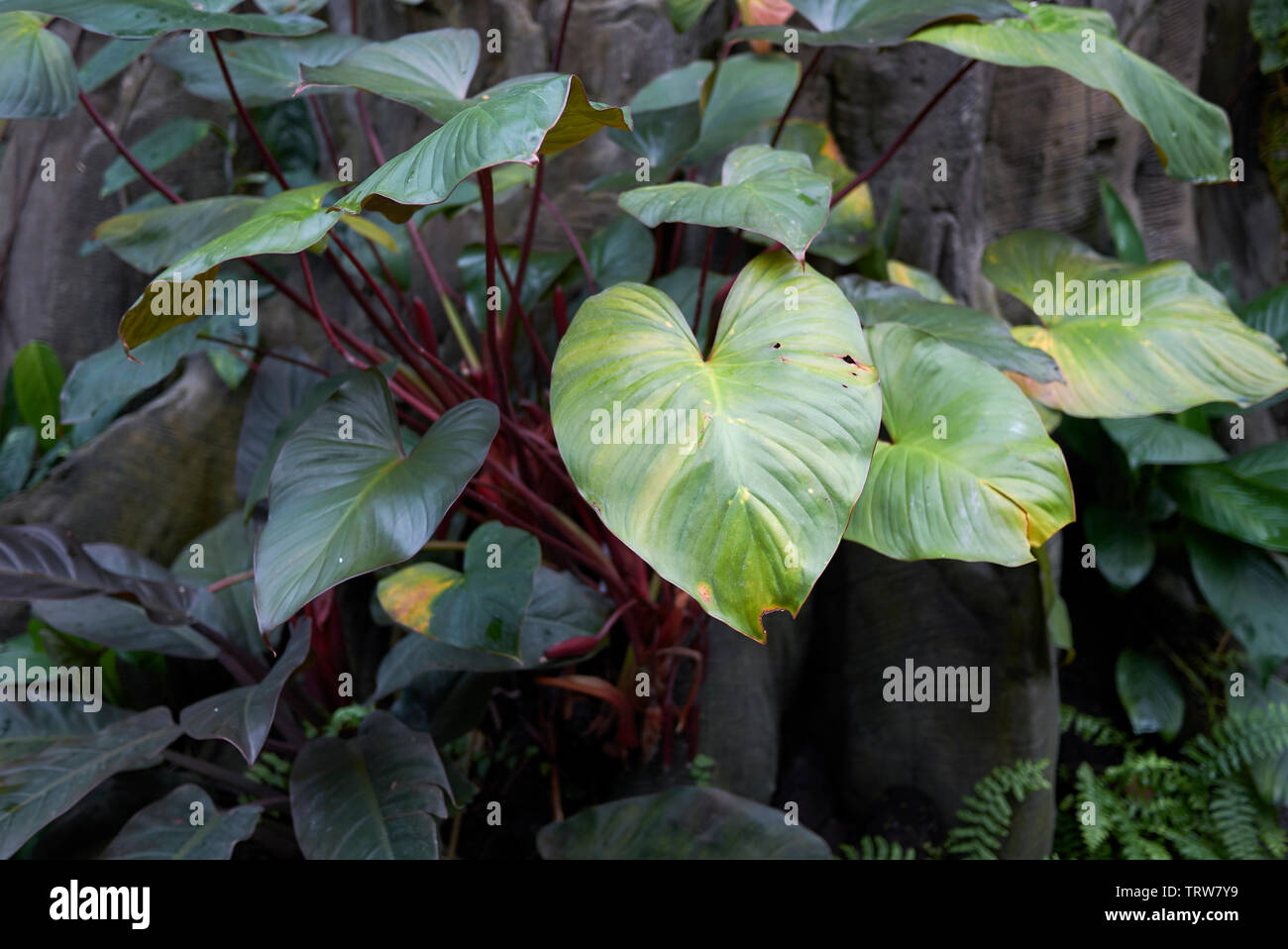 Philodendron erubescens close up Stock Photo