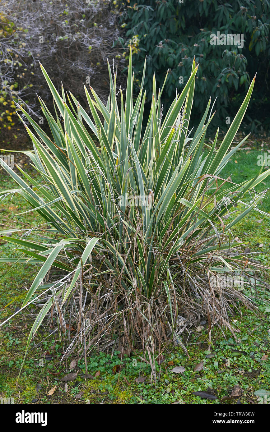 Phormium tenax variegatum plant in a garden Stock Photo
