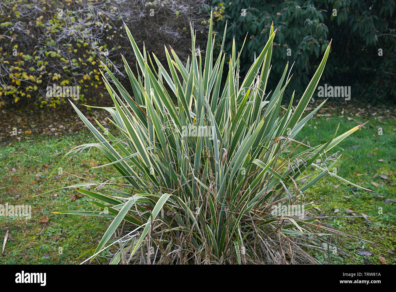 Phormium tenax variegatum plant in a garden Stock Photo