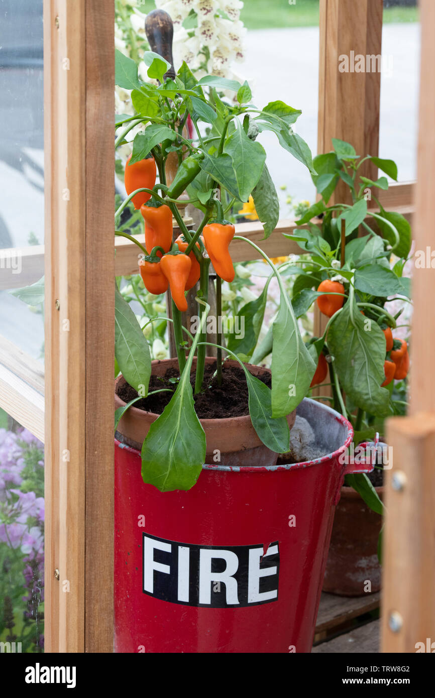 Capsicum annuum. Chilli peppers on a plant in a fire bucket inside a greenhouse at a flower show. UK Stock Photo