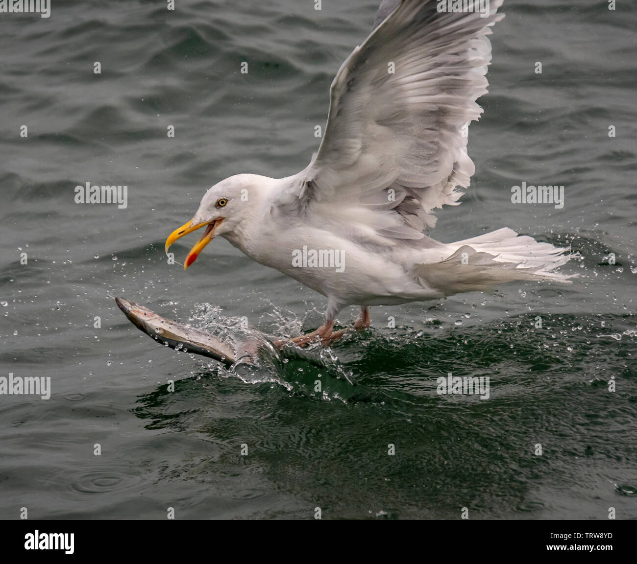 A Seagull appears to be surfing on back of fish, off Bempton Cliffs, East Yorkshire, UK Stock Photo