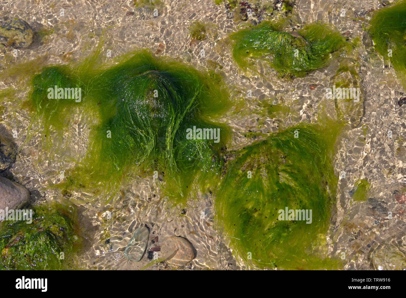 sea weed, coast near Steinbeck, Mecklenburg-West Pomerania, Germany Stock Photo