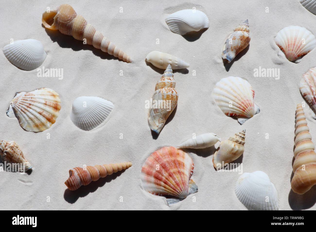 Shells on white sand, top view Stock Photo