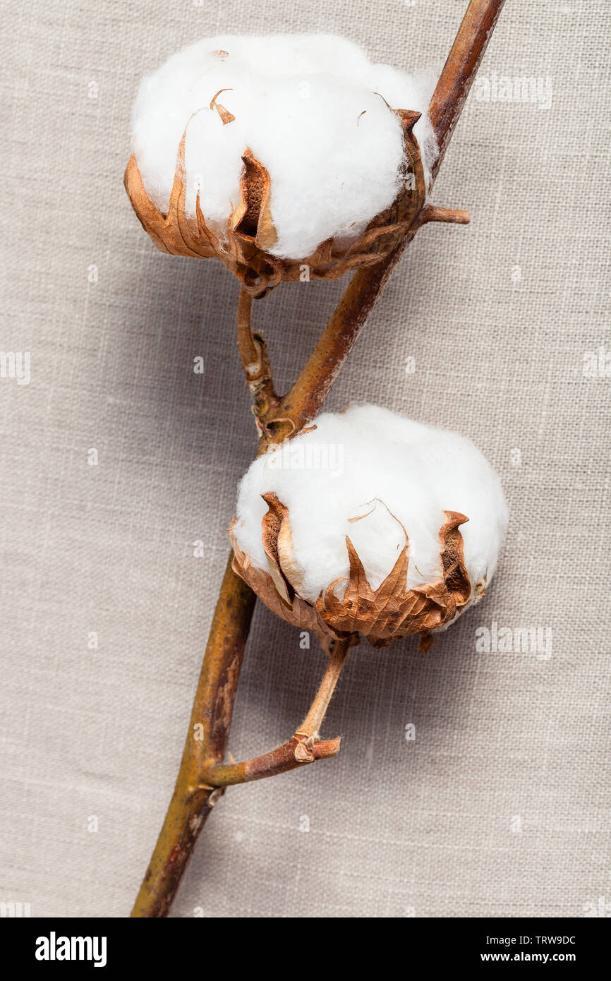 natural dried twig of cotton plant on cotton fabric background Stock