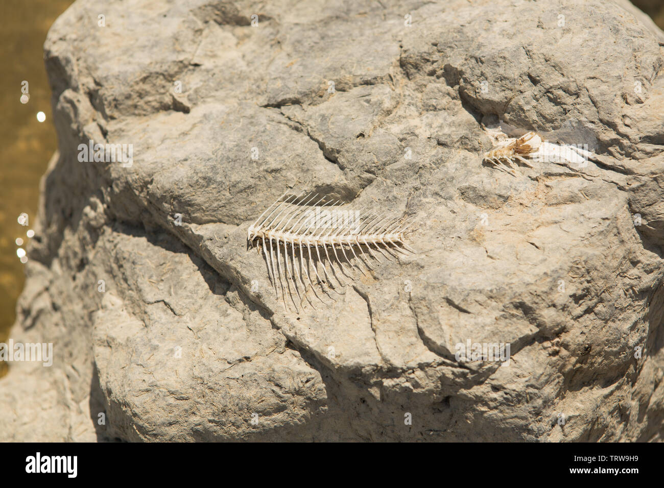 Fish bones on the beach Stock Photo Alamy