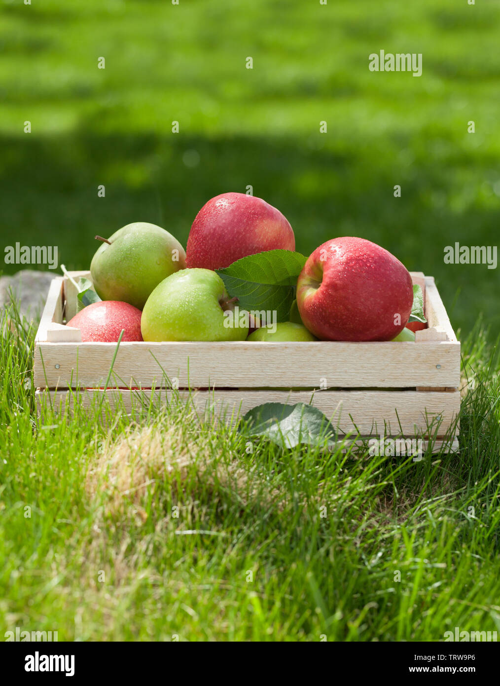 Fresh garden green and red apples in box. On outdoor grass meadow with copy space for your text Stock Photo