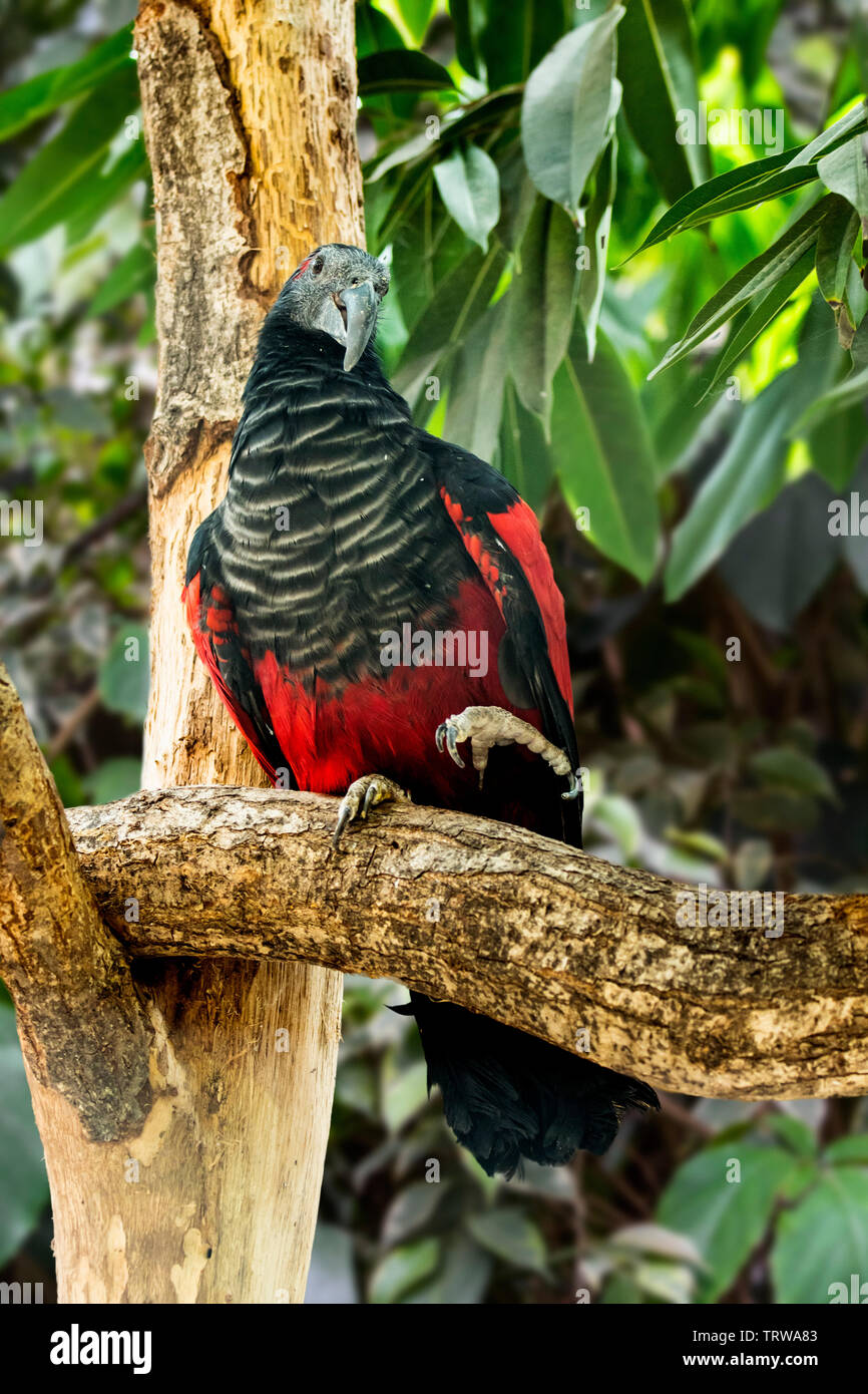 Pesquet's parrot / vulturine parrot (Psittrichas fulgidus) perched in tree, native to the rainforests in New Guinea Stock Photo