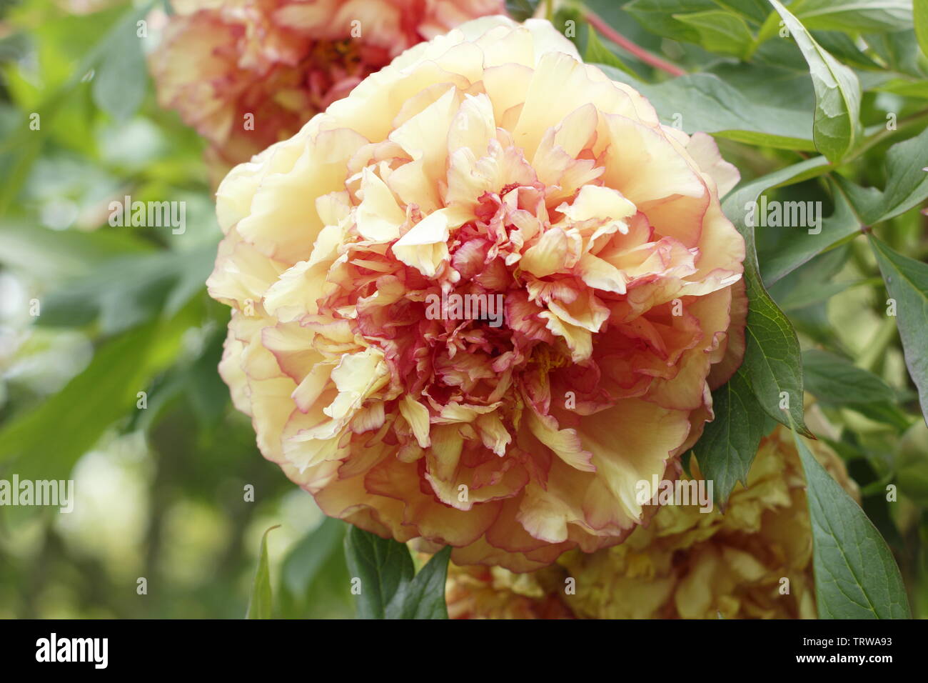 Paeonia × lemoinei 'Souvenir de Maxime Cornu'. Large fragrant double blossoms of peony 'Souvenir de Maxime Cornu' Stock Photo