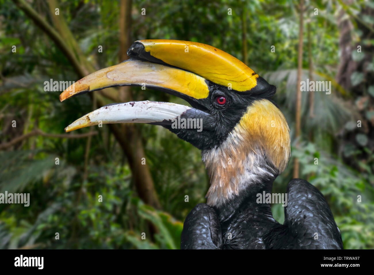 Great hornbill / great Indian hornbill / great pied hornbill (Buceros bicornis) native to the Indian subcontinent and Southeast Asia Stock Photo