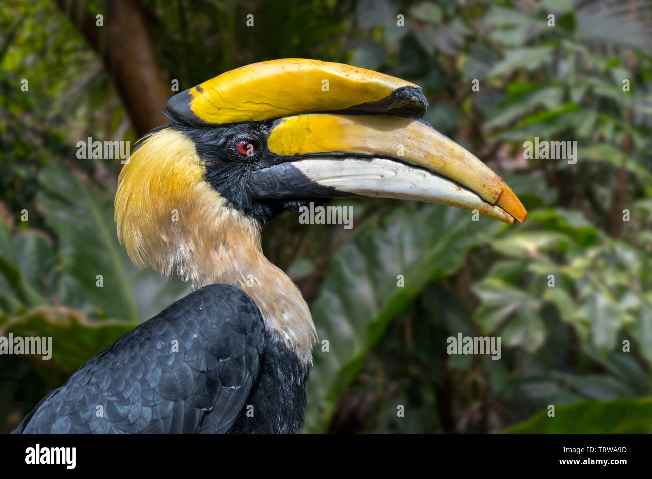 Great hornbill / great Indian hornbill / great pied hornbill (Buceros bicornis) native to the Indian subcontinent and Southeast Asia Stock Photo