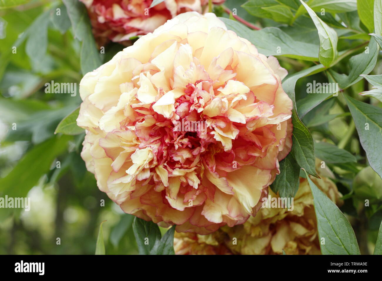 Paeonia × lemoinei 'Souvenir de Maxime Cornu'. Large fragrant double blossoms of peony 'Souvenir de Maxime Cornu' Stock Photo