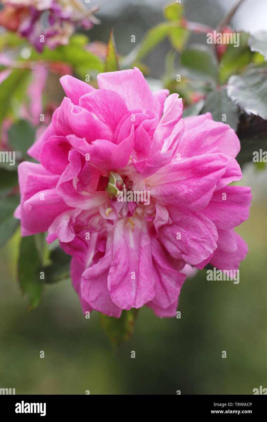 Pink climbing rose hi-res stock photography and images - Alamy