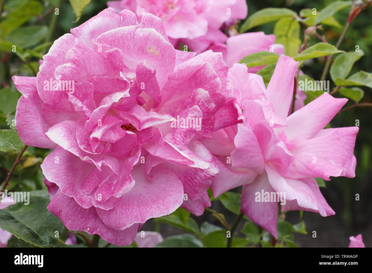 Rosa Old Blush China rose, also called ‘Parsons Pink China’ flowering