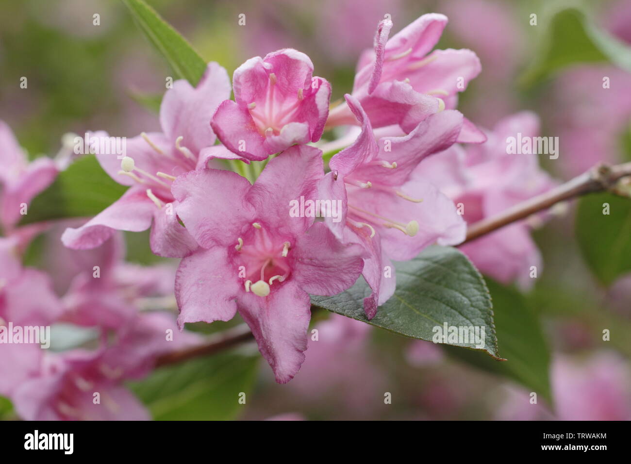 Weigela 'Rosea' flowering in late May UK Stock Photo Alamy