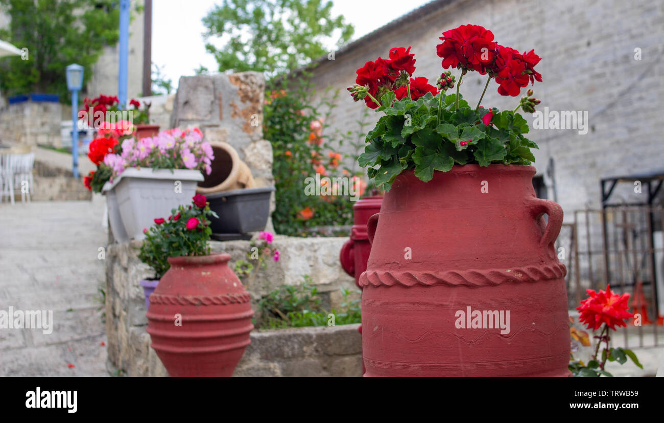 Red geraniums in bloom,in a terracota plant holder. Stock Photo