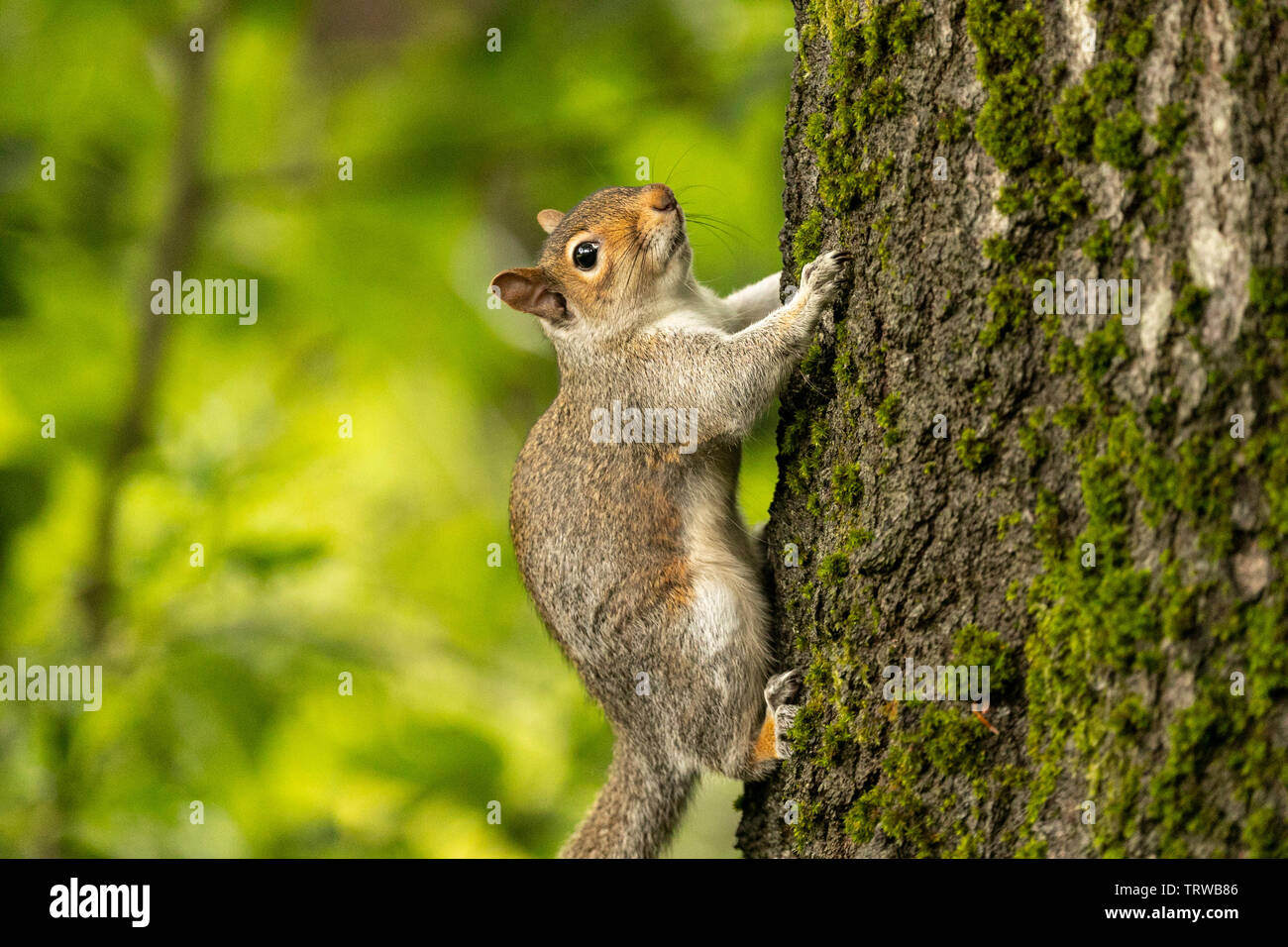 Grey squirrel (Sciurus carolinensis) - close up view in natural woodland surroundings showing animal features. Birmingham, UK Stock Photo
