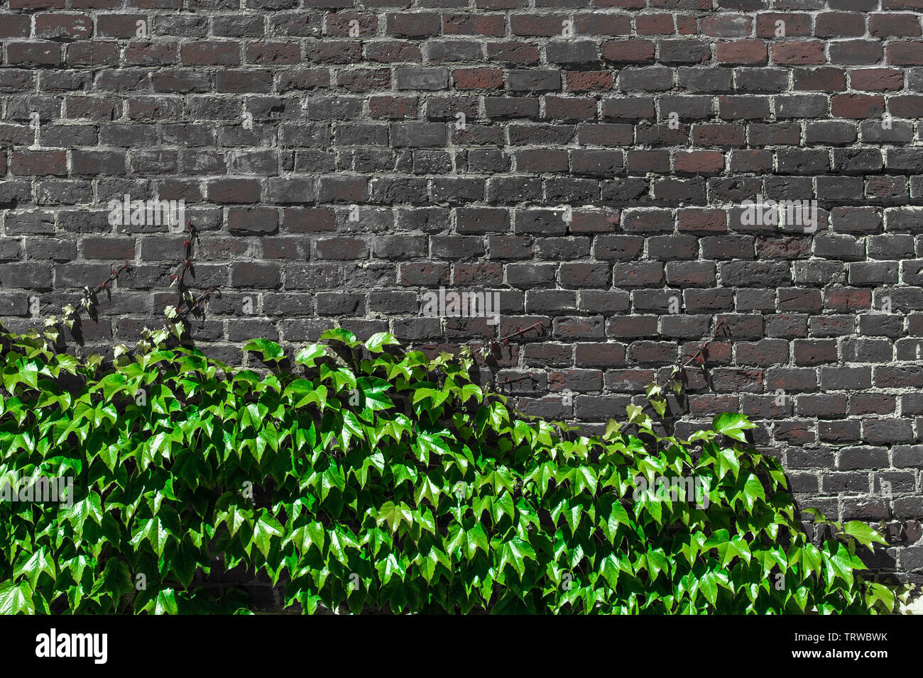 Featured image of post Dark Green Brick Background - Download free image of dark green brick wall textured background 896025.