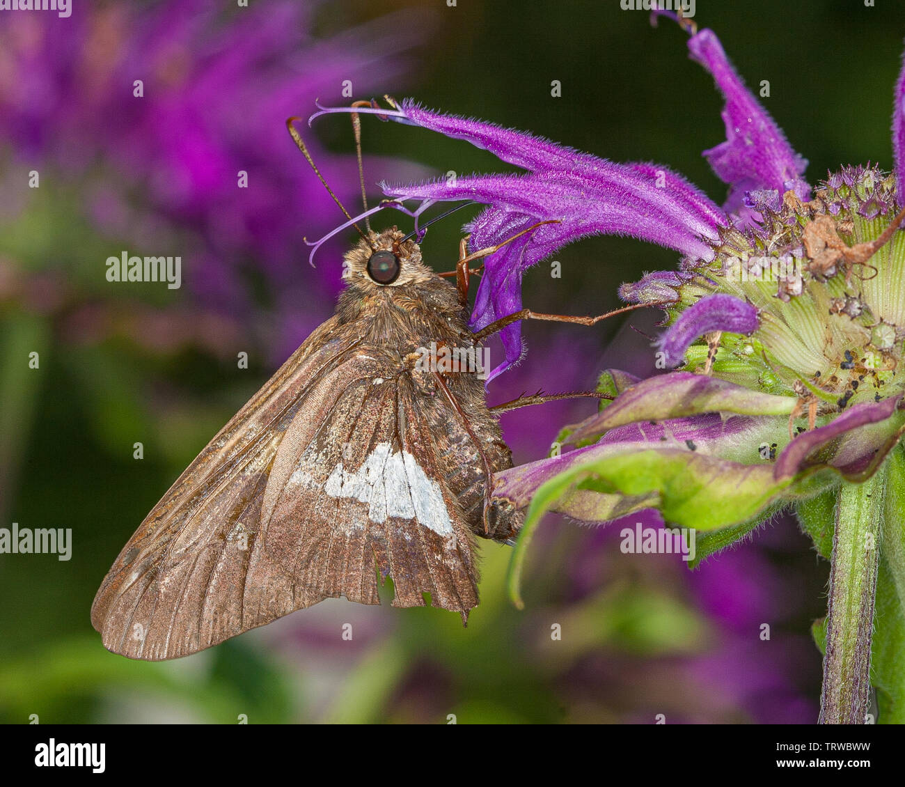 Silver spotted skipper Stock Photo