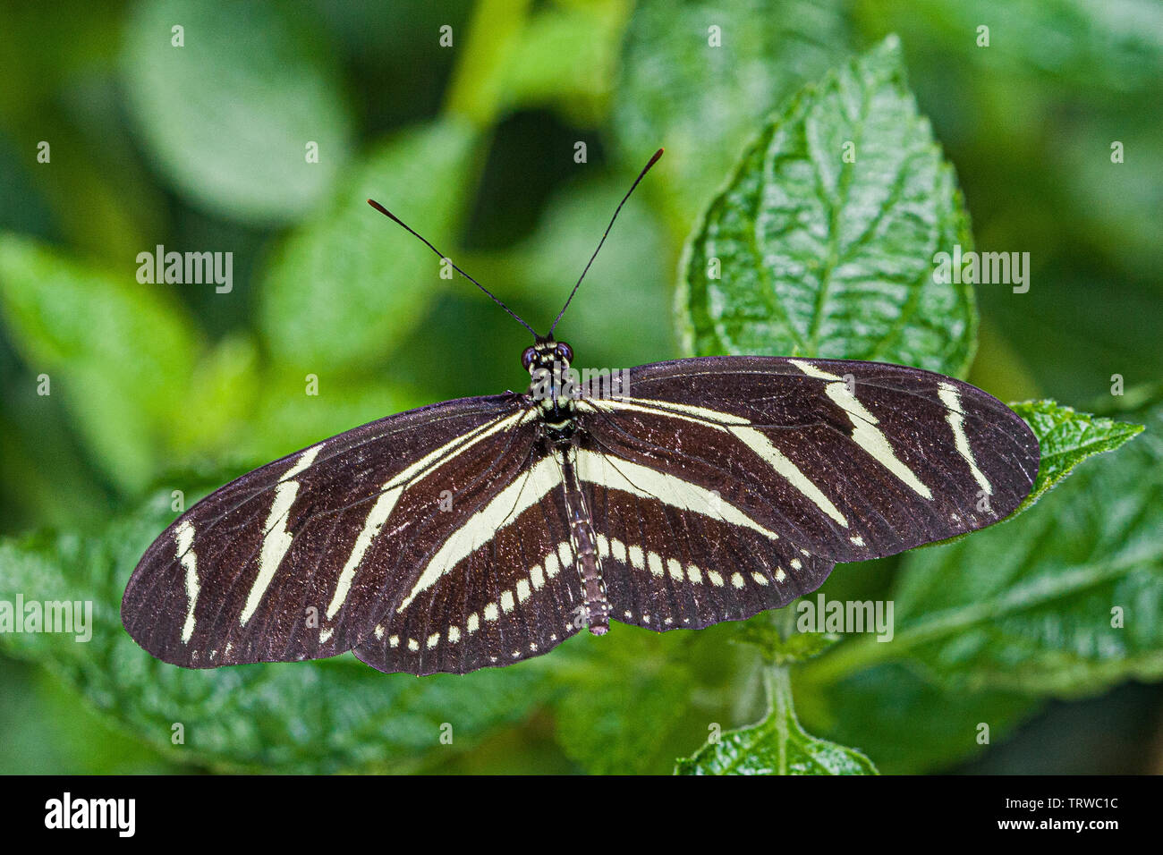Zebra Longwing Butterfly Stock Photo