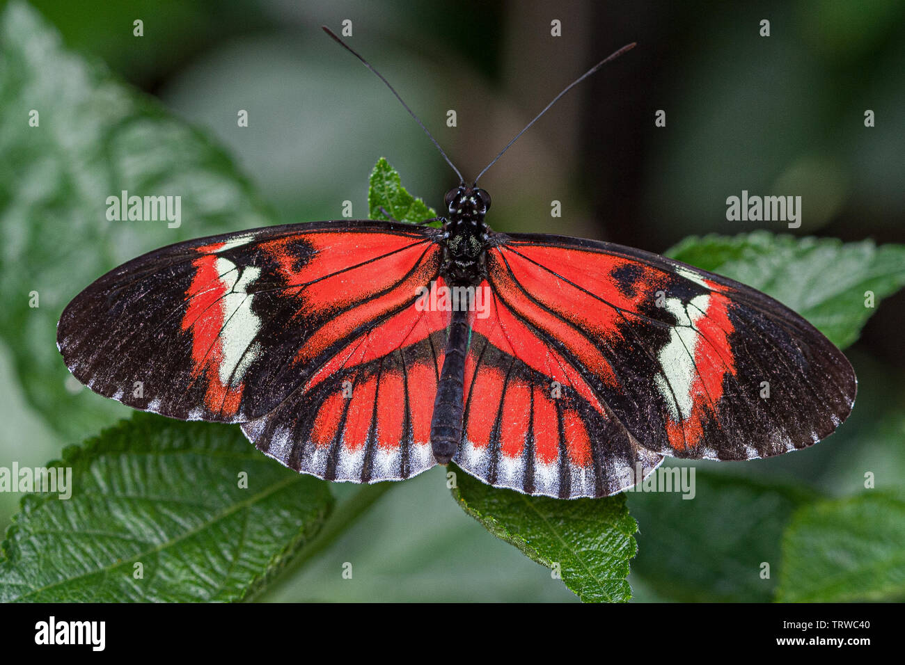 Piano Key Butterfly Stock Photo