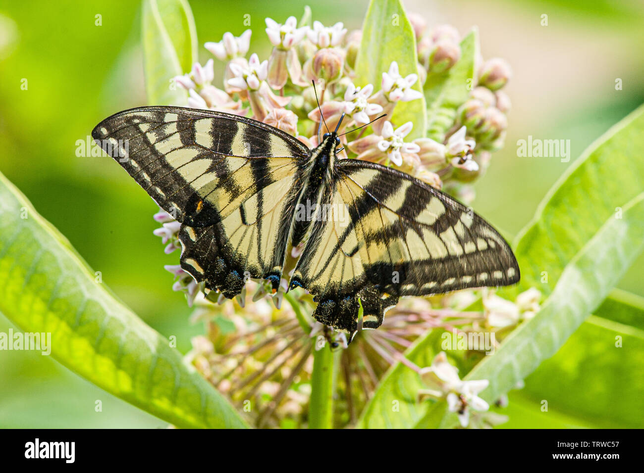 Eastern tiger swallowtail butterfly Stock Photo