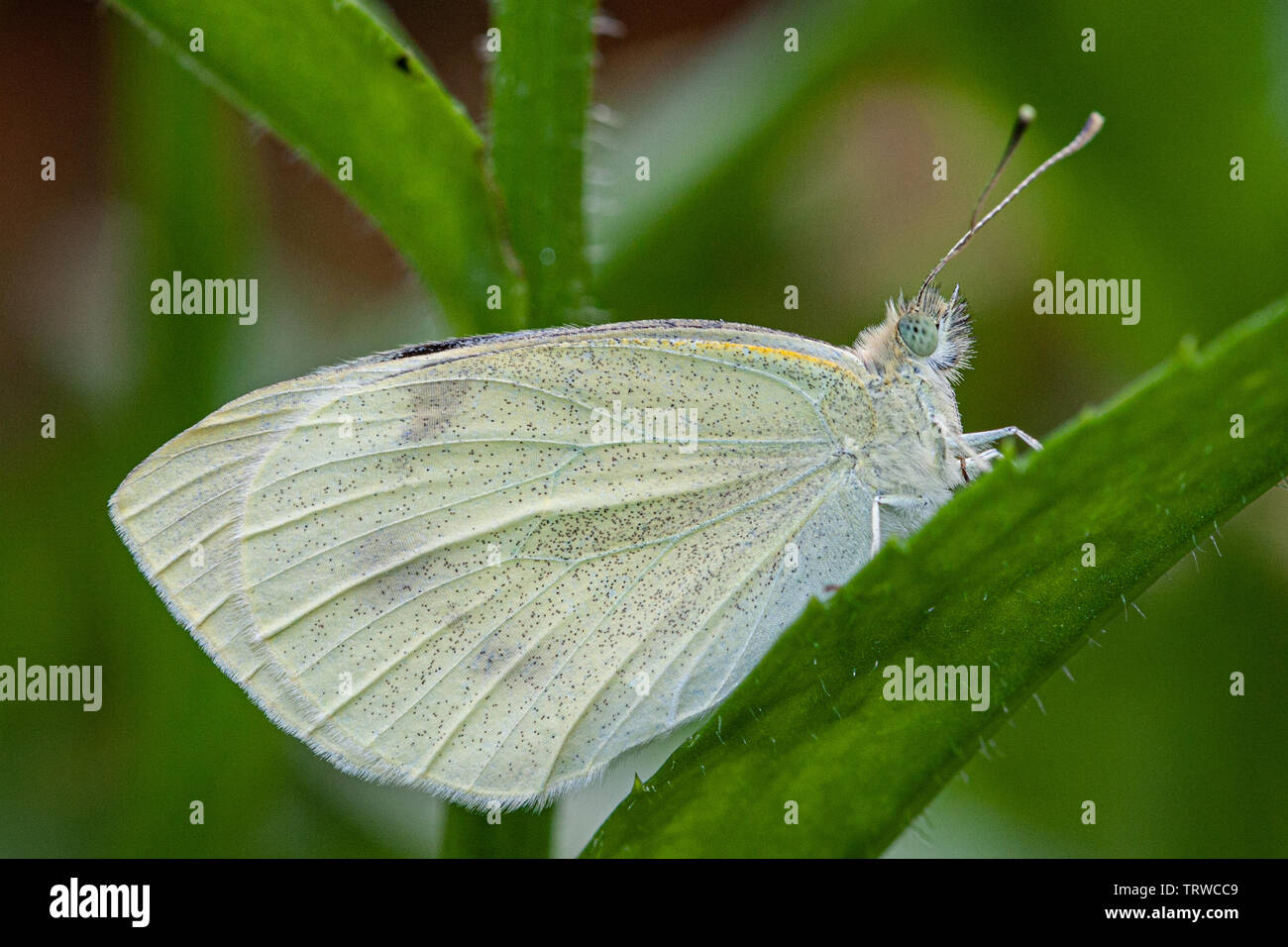 Cabbage Butterfly Stock Photo