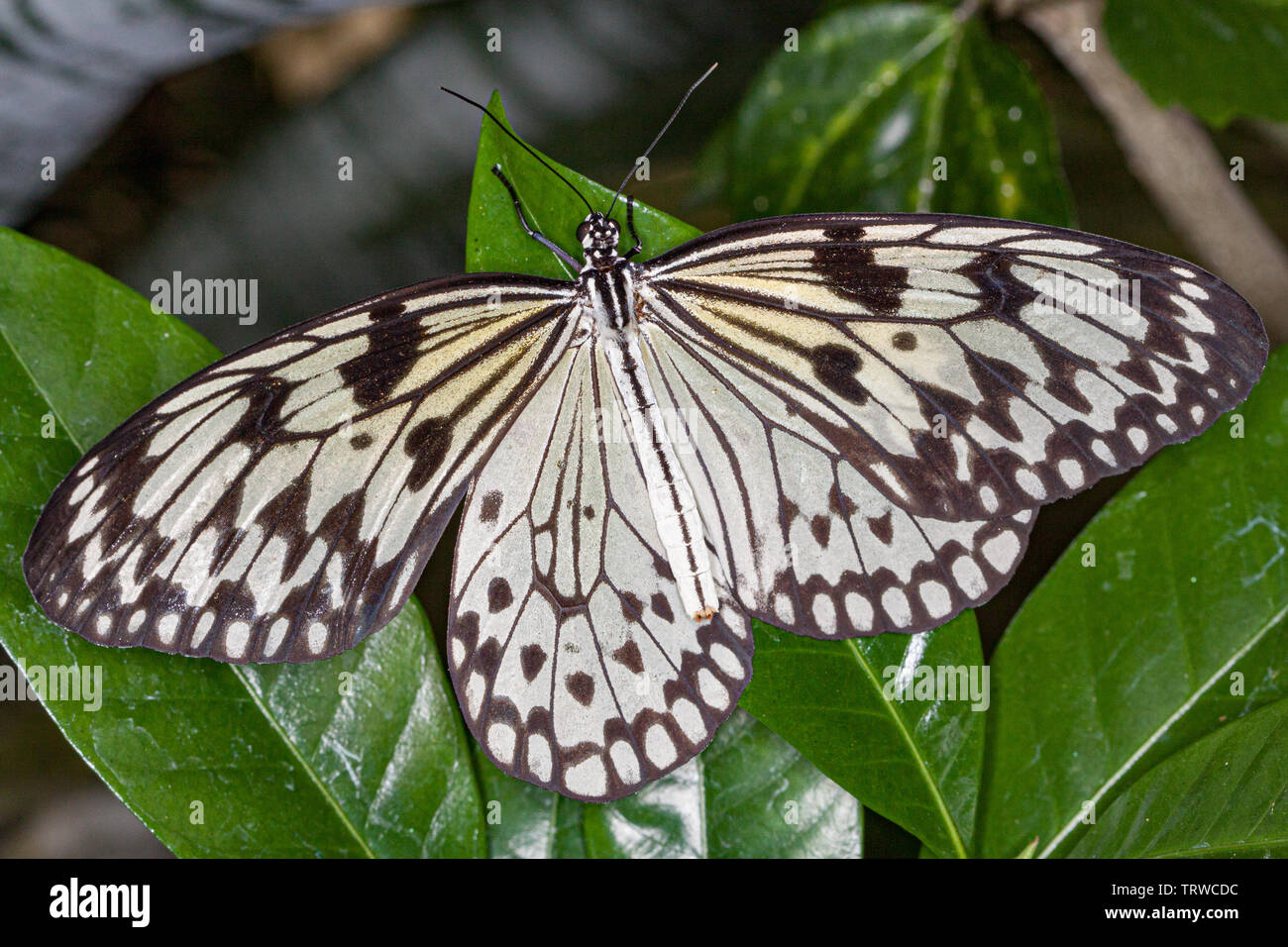 Rice Paper butterfly (Idea leuconoe) Stock Photo