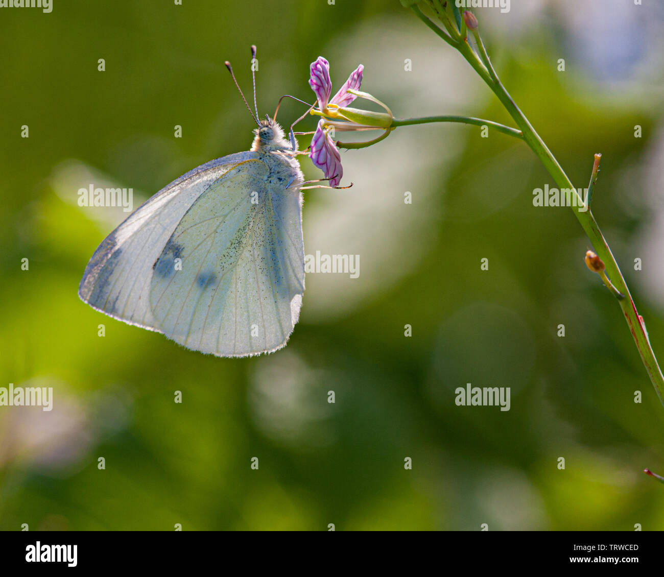 Cabbage Butterfly Stock Photo