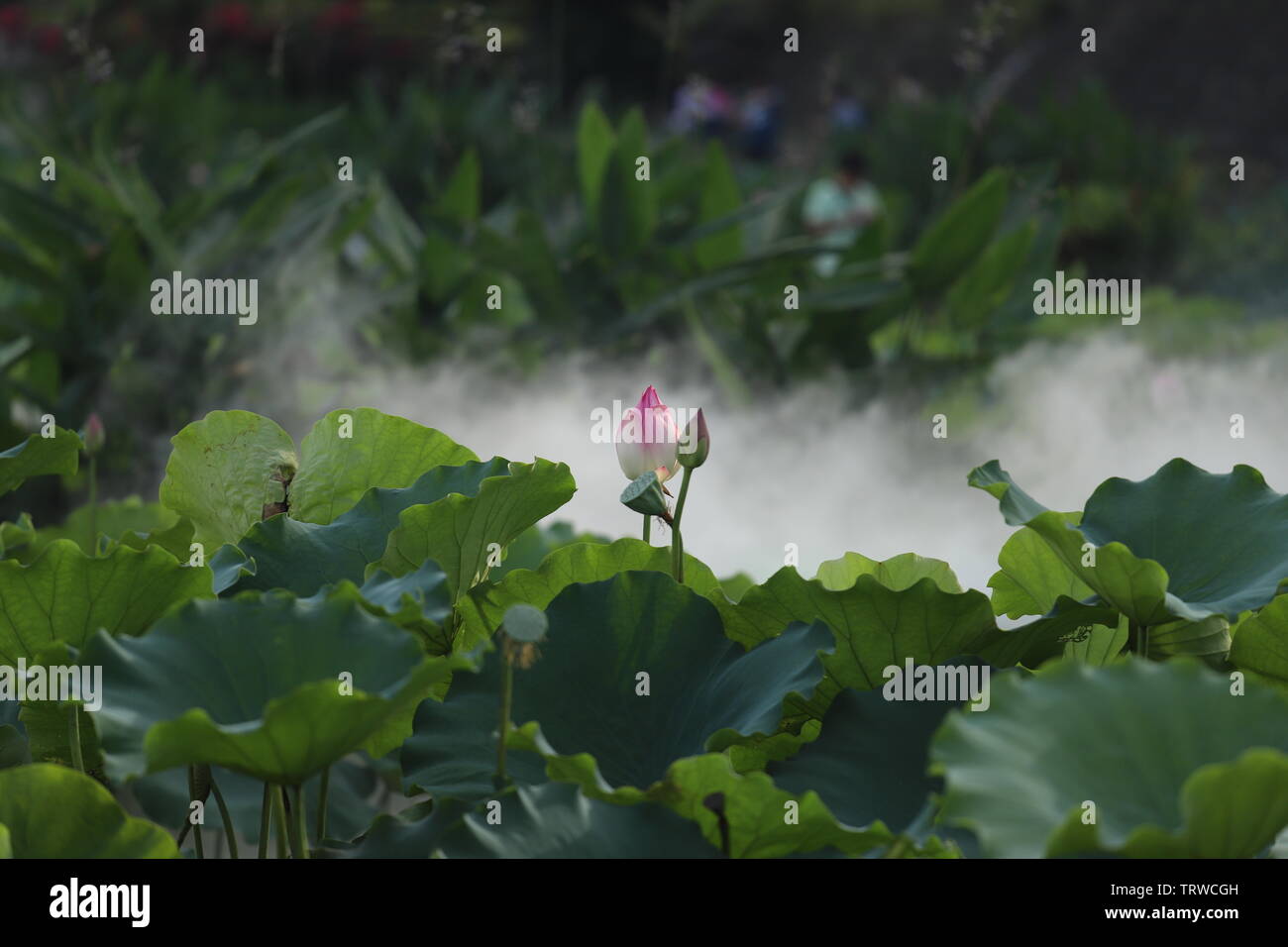 Macau Lotus Flower Festival Stock Photo