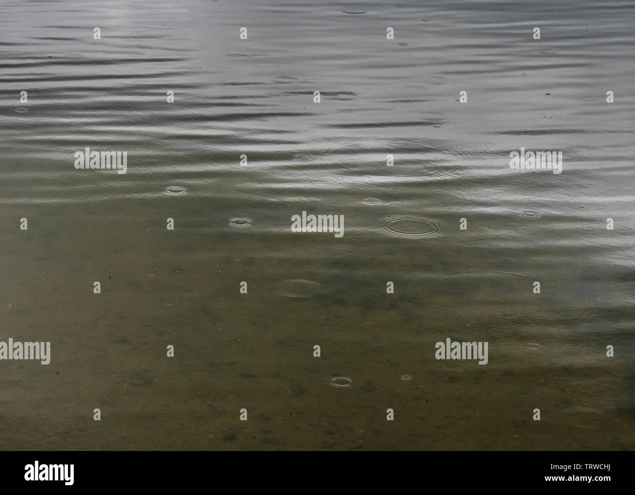 Ferry Meadows Country Park, Peterborough, Cambridgeshire, UK, June 12th, 2019, UK weather. After two days of relentless rain, today started out dry but the rain returned in the afternoon. Here we see circular ripples on the lake surface as the rain starts to fall. Credit: Michael David Murphy / Alamy Live News Stock Photo