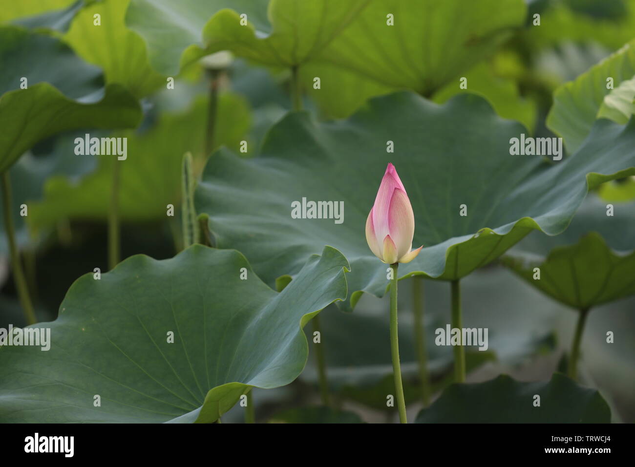 Macau Lotus Flower Festival Stock Photo