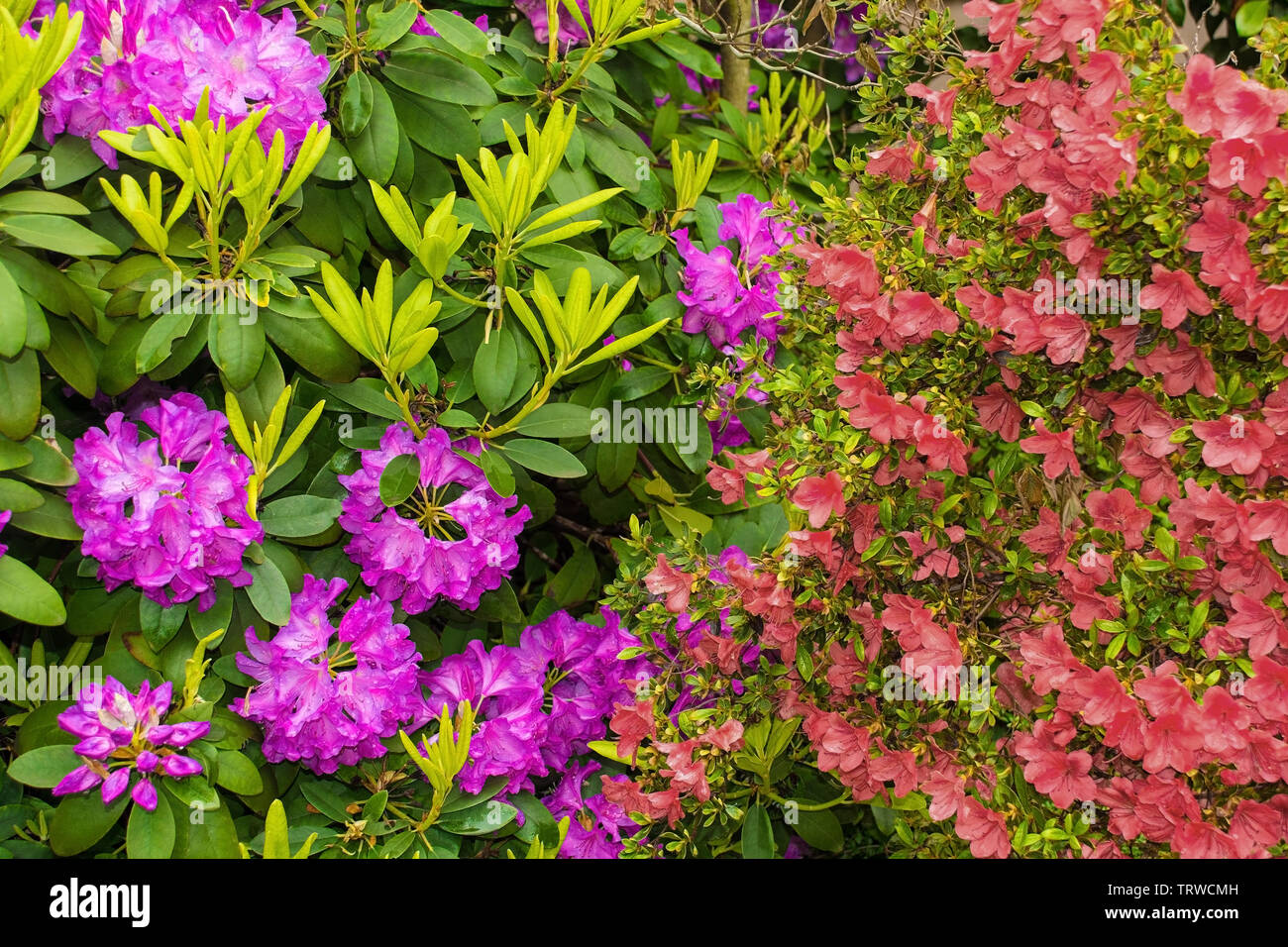 Purple rhododendron and red pink azalea flowers growing in a garden in north east Italy. They are wet from recent rain Stock Photo