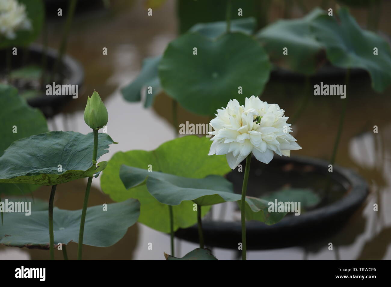 Macau Lotus Flower Festival Stock Photo