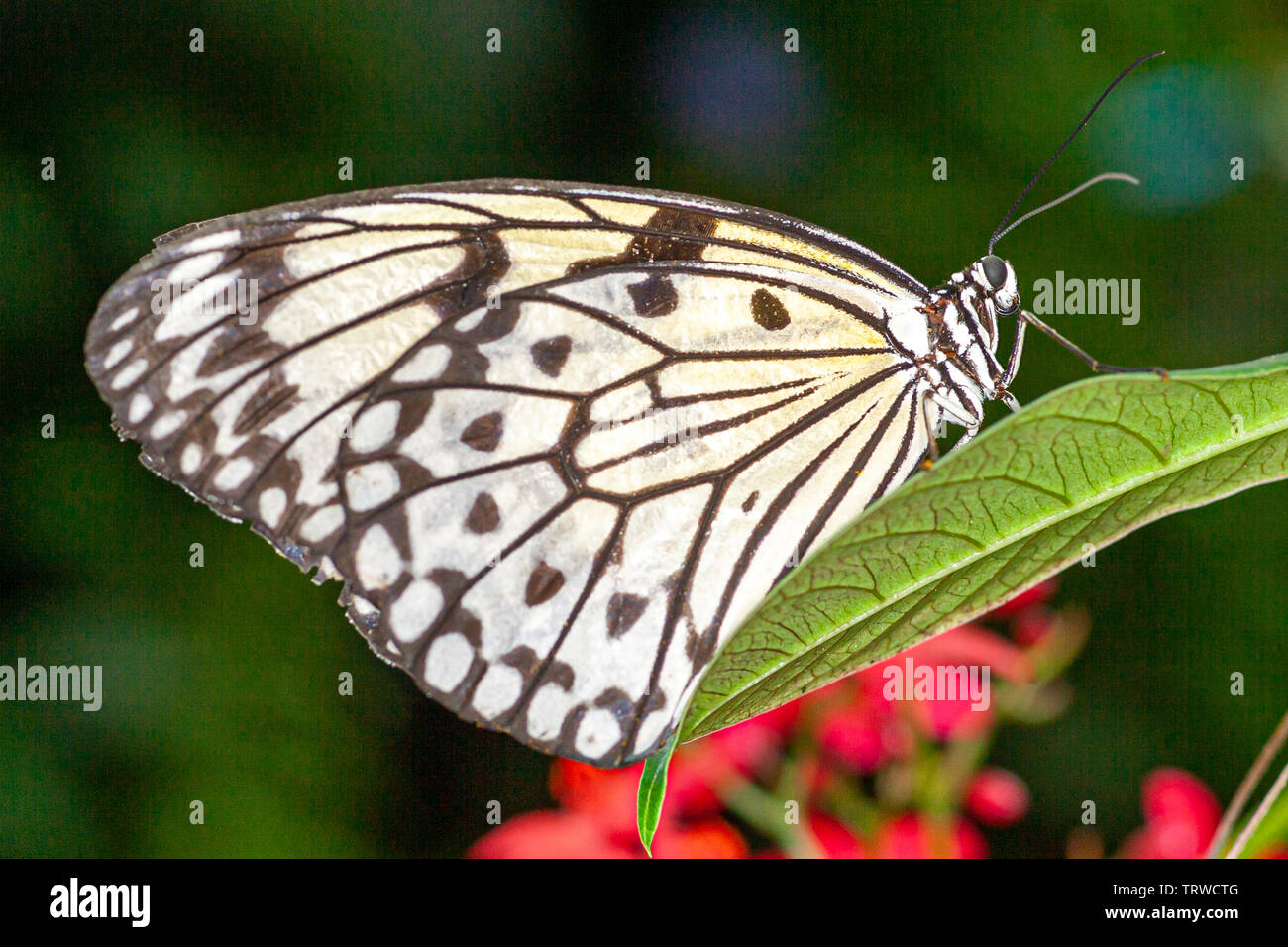 Rice Paper butterfly (Idea leuconoe Stock Photo Alamy