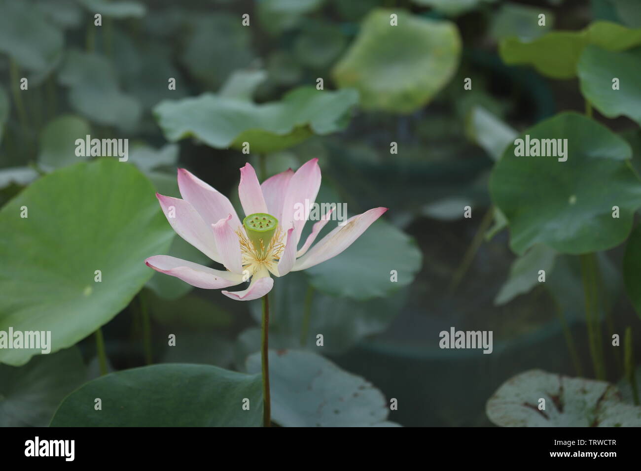 Macau Lotus Flower Festival Stock Photo