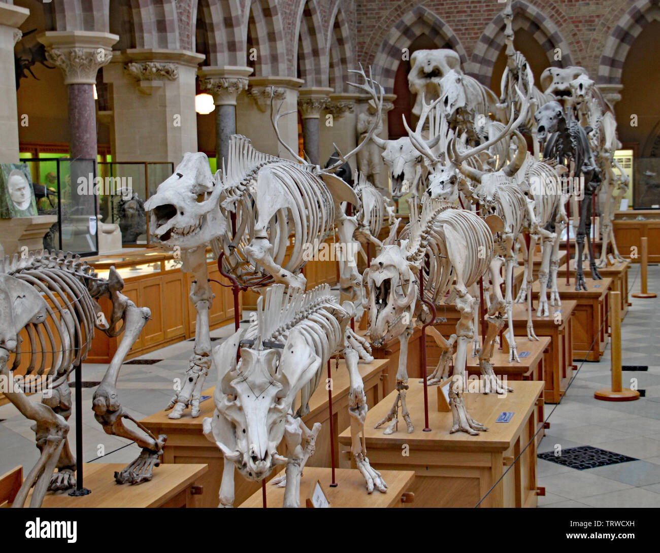 A display of the skeletons of extinct animals at the Oxford Natural