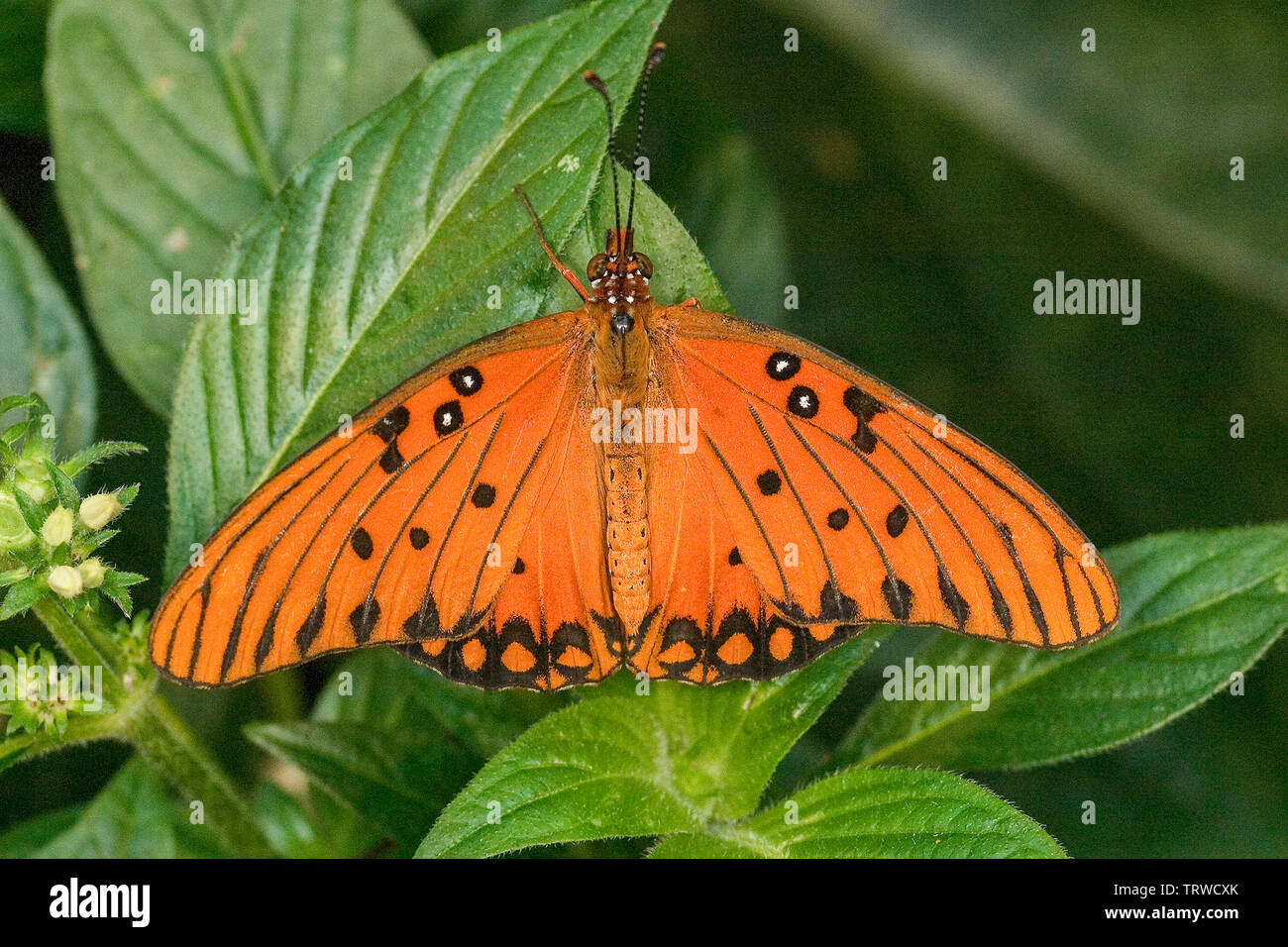Gulf Fritillary butterfly Stock Photo