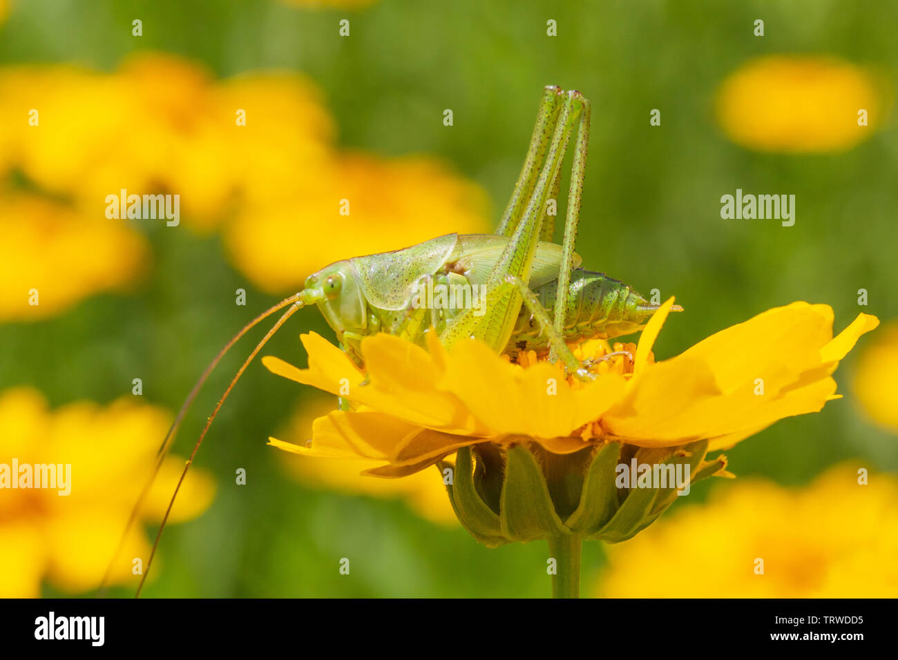close up of green grasshopper sitting on yellow flower Stock Photo
