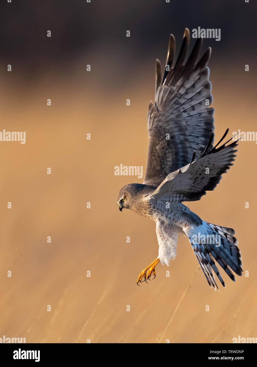 Northern Harrier in Flight Hunting Stock Photo