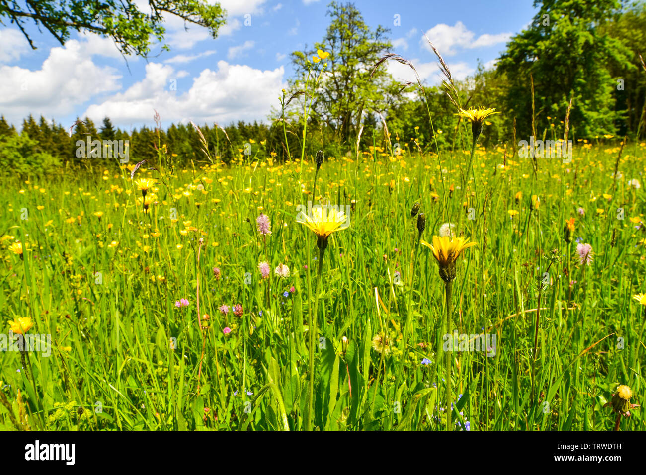 Colorful wildflower meadow in summer Stock Photo - Alamy