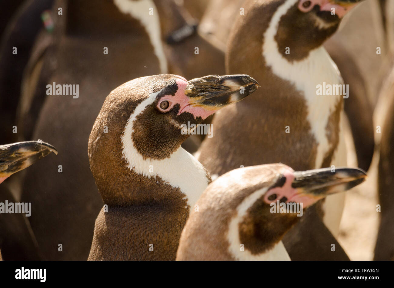 Penguin waiting for the fish to be served Stock Photo