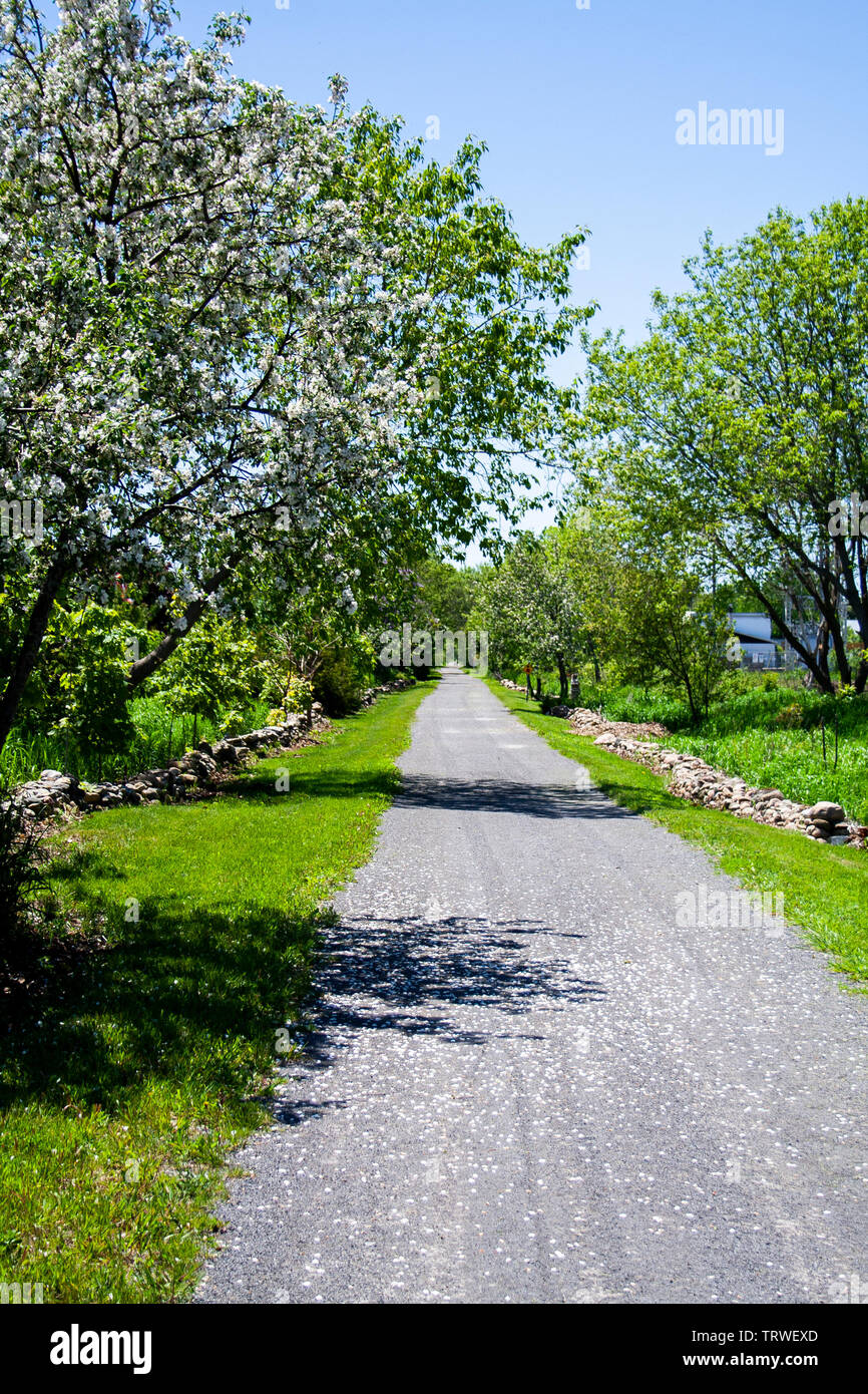 Tree in white bloom on hi res stock photography and images alamy