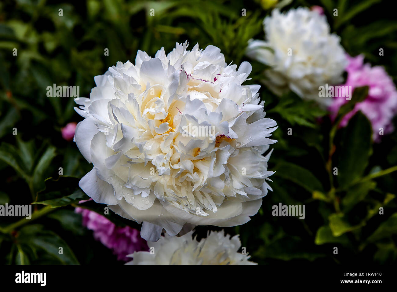 Flower of light pink herbaceous peony, close-up Stock Photo