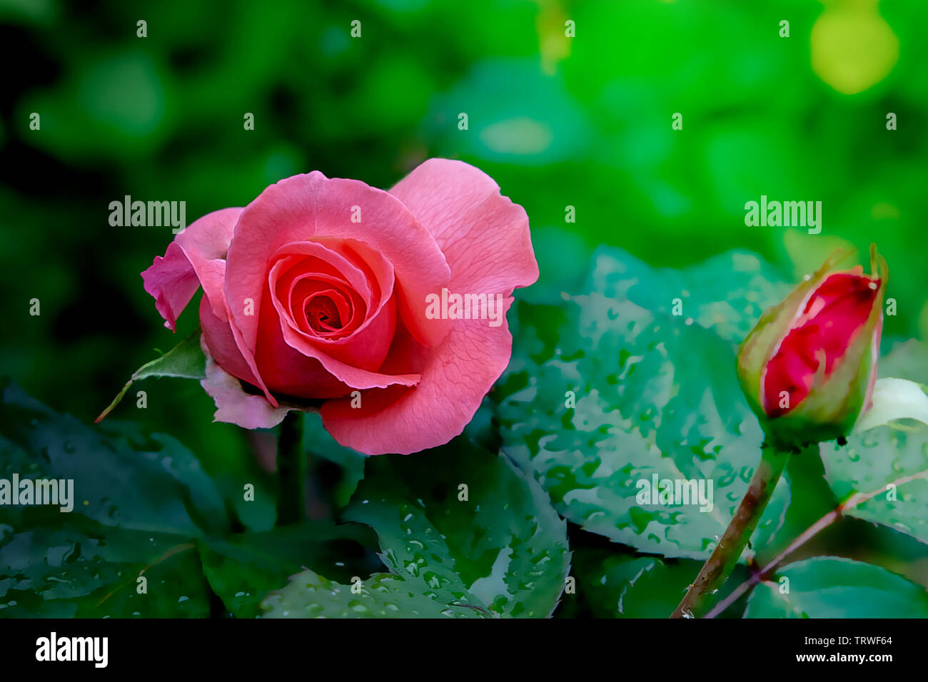 Pink hybrid tea rose, close-up Stock Photo - Alamy