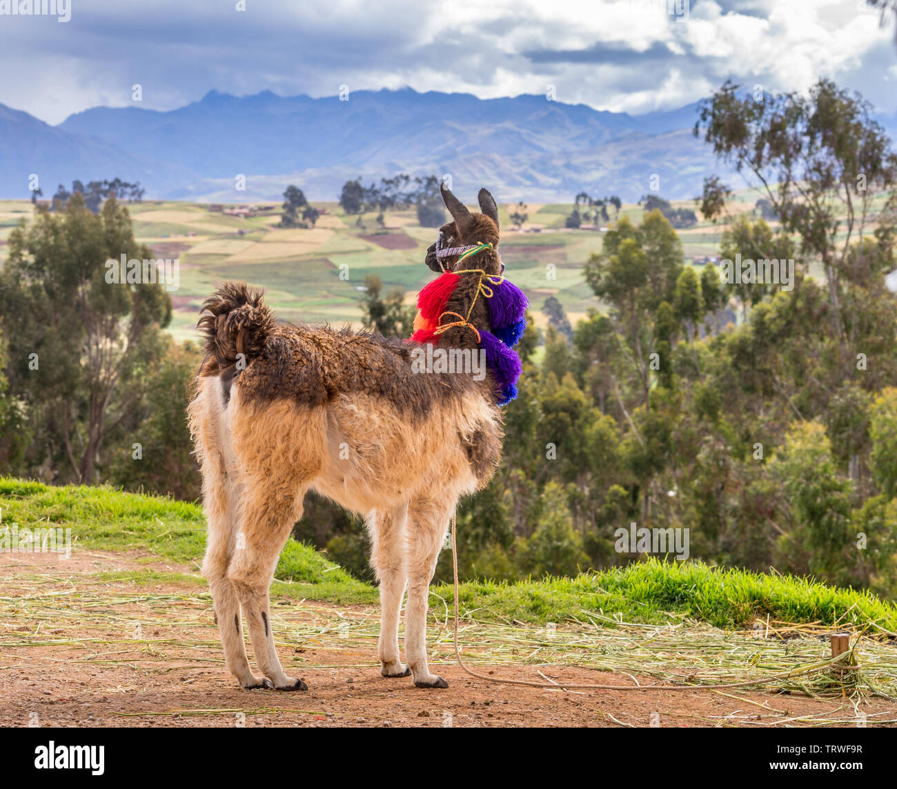 Llama farm peru hi-res stock photography and images - Alamy