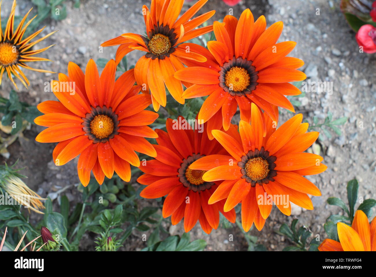 Bright orange gazania flowers from above. Stock Photo