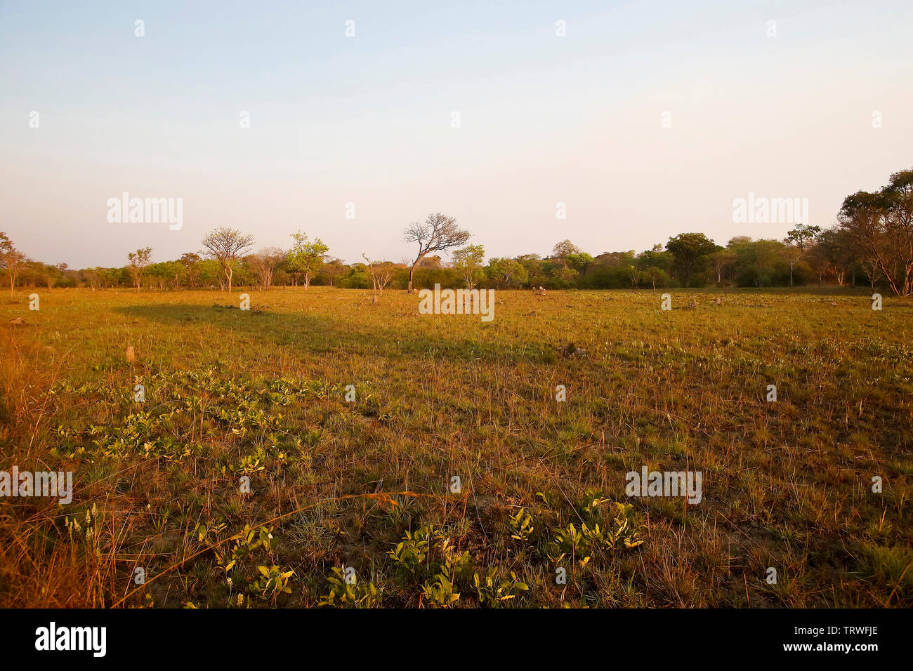 Kafue National Park. Zambia Stock Photo Alamy