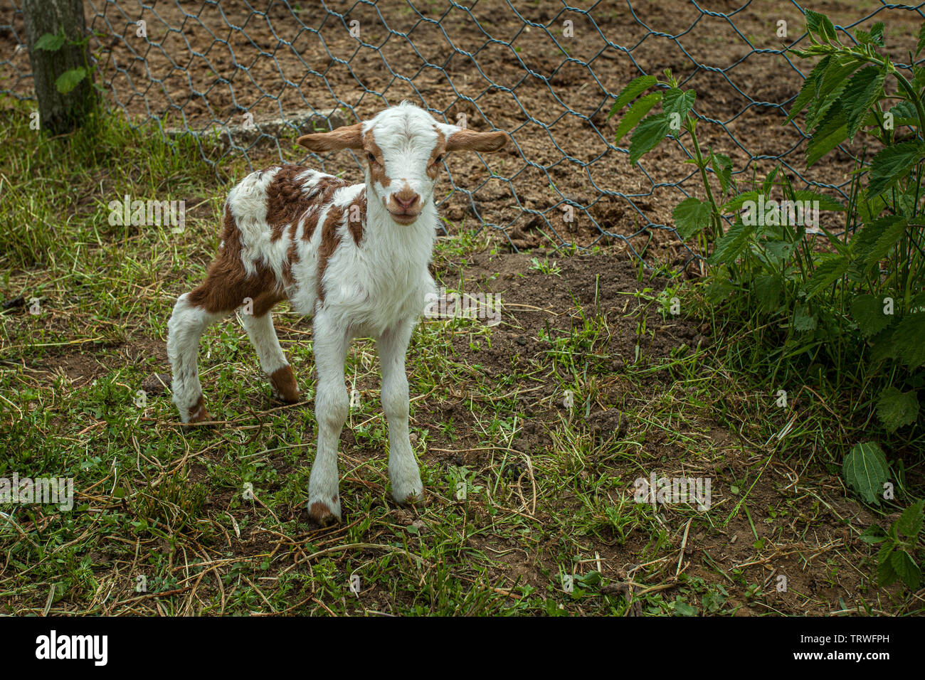 curious newborn cute goat looking at me Stock Photo