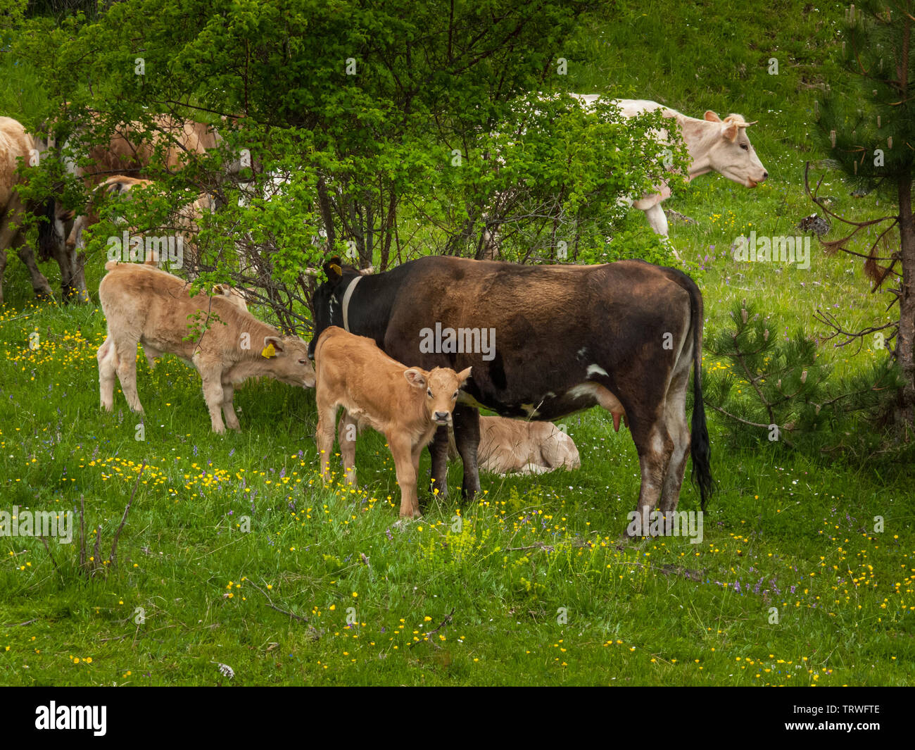 cattle at wild state in the mountain pastures. Abruzzo Stock Photo